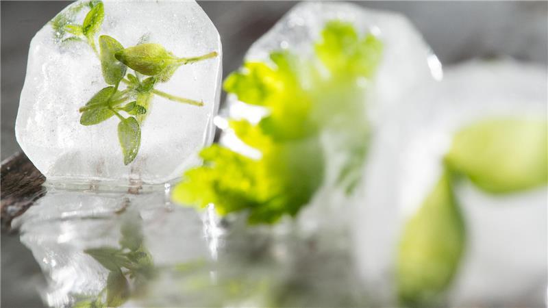 Achtung, Frost! Diese Lebensmittel sollten Sie nicht einfrieren Auch Kräuter lassen sich gut einfrieren - hier sogar als besonderer Clou in einem Eiswürfel.
