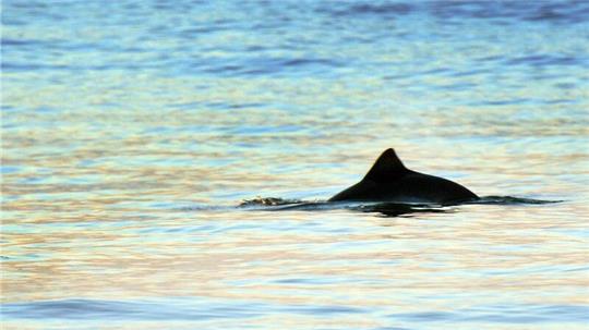 Ein kurz auftauchender Schweinswal ist in Strandnähe vor Westerland auf der Nordseeinsel Sylt zu sehen.