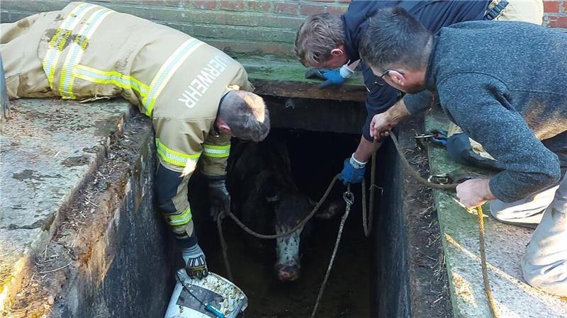 Großeinsatz: Rinder stürzen in Güllekeller Die Feuerwehr befreit eine Kuh aus einem Gülleschacht.