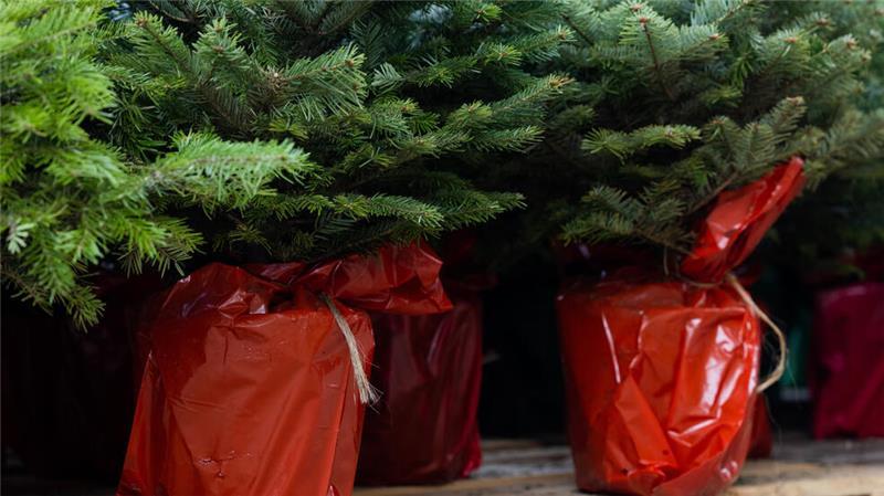 Weihnachtsbaum kaufen, lagern, dekorieren: Diese Tipps geben Profis Später im Garten einpflanzen - oft nur möglich, wenn der Weihnachtsbaum bereits im Topf groß gewachsen ist.